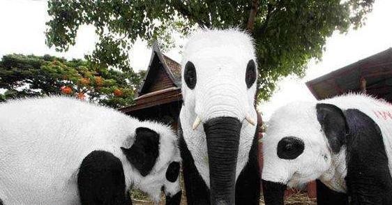 这些没借到熊猫的国家这一招惊艳了鳄鱼我不是真正的快乐