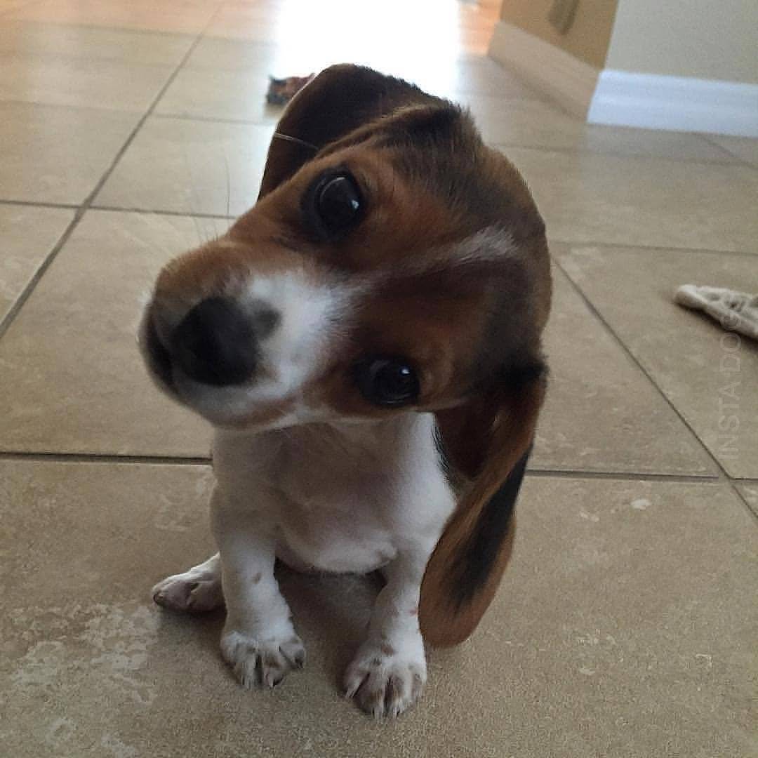 2019年新款萌宠歪头杀你选择哪一款