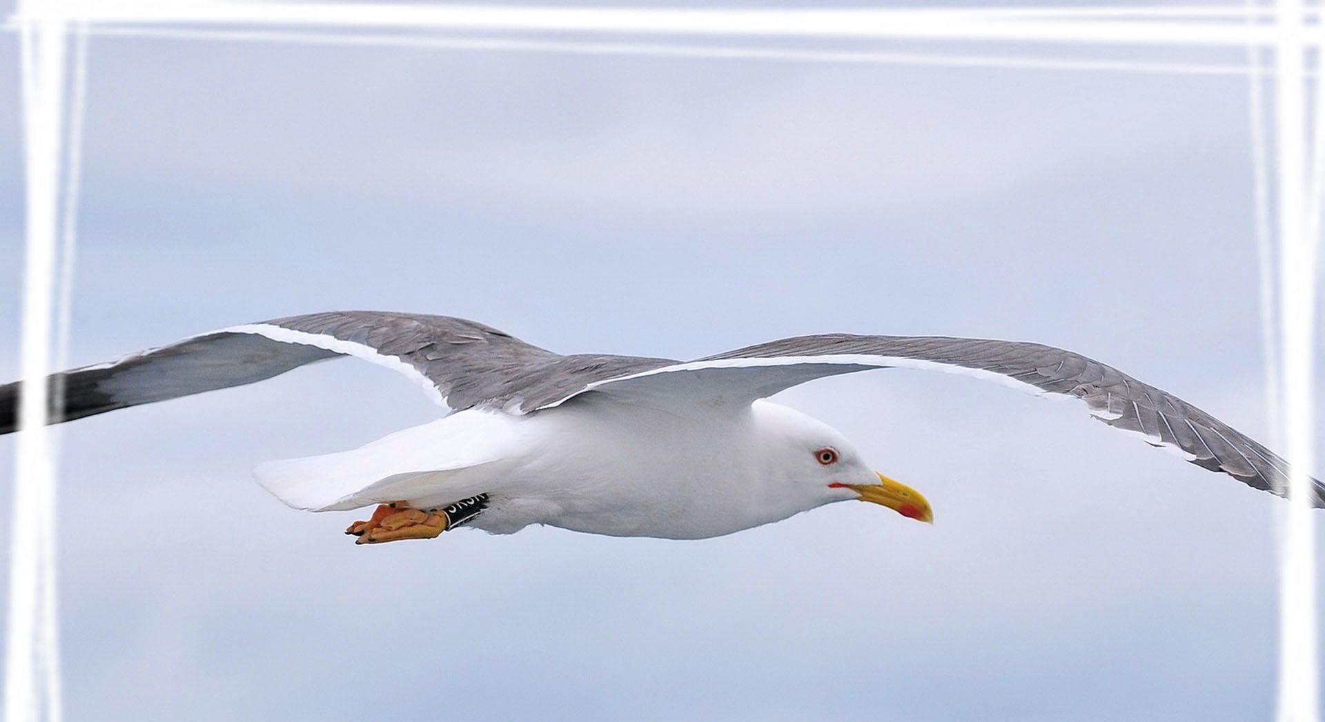 展翅飞翔的大黑背鸥宽屏壁纸_高清图集_新浪网