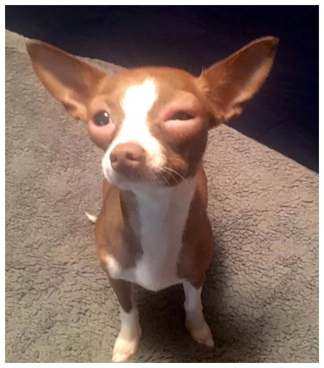 虽然很同情这些被蜜蜂叮过的狗狗但还是忍不住看笑了