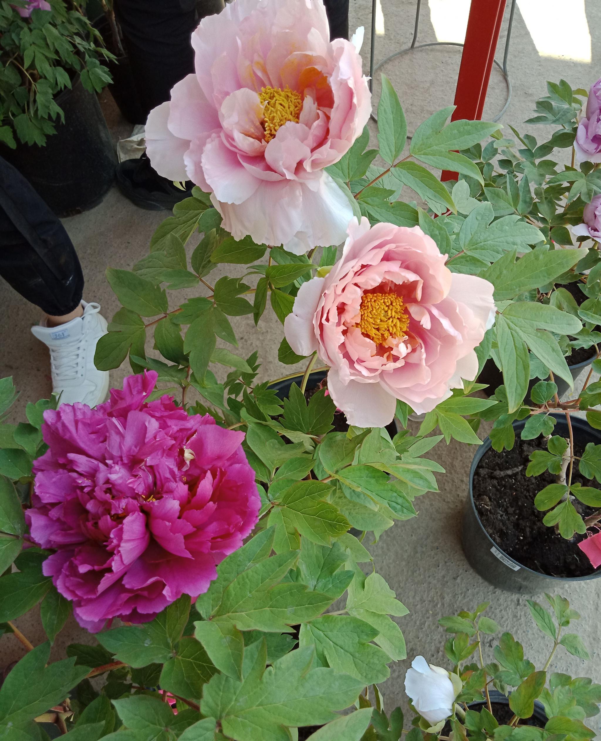 2019洛阳牡丹正开