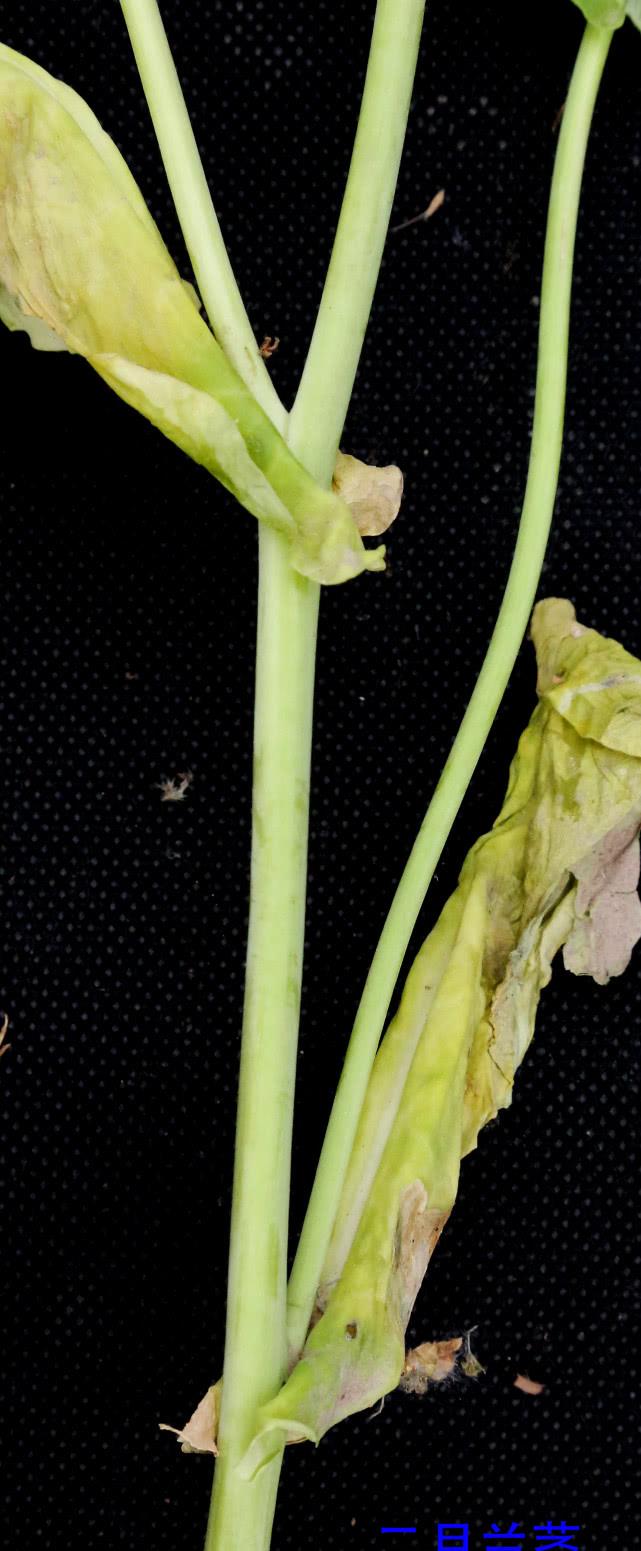 十字花科二月兰花花序花群体果序果群体根茎及叶原图