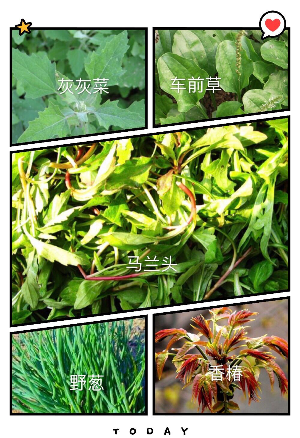 春季踏青釆的这10种野菜,简单加工了一下,一大锅不够吃
