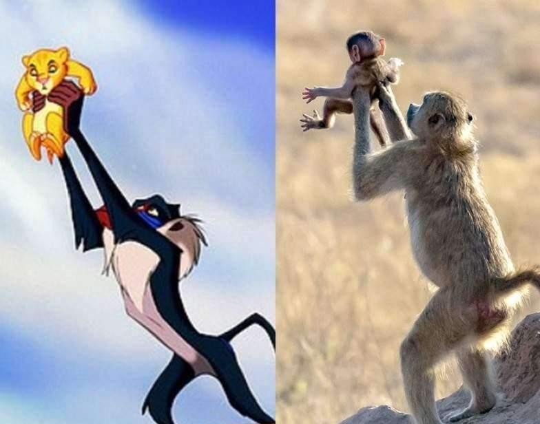 原来狮子王是真的! 狒狒霸气高举宝宝网惊: 找到辛巴啦