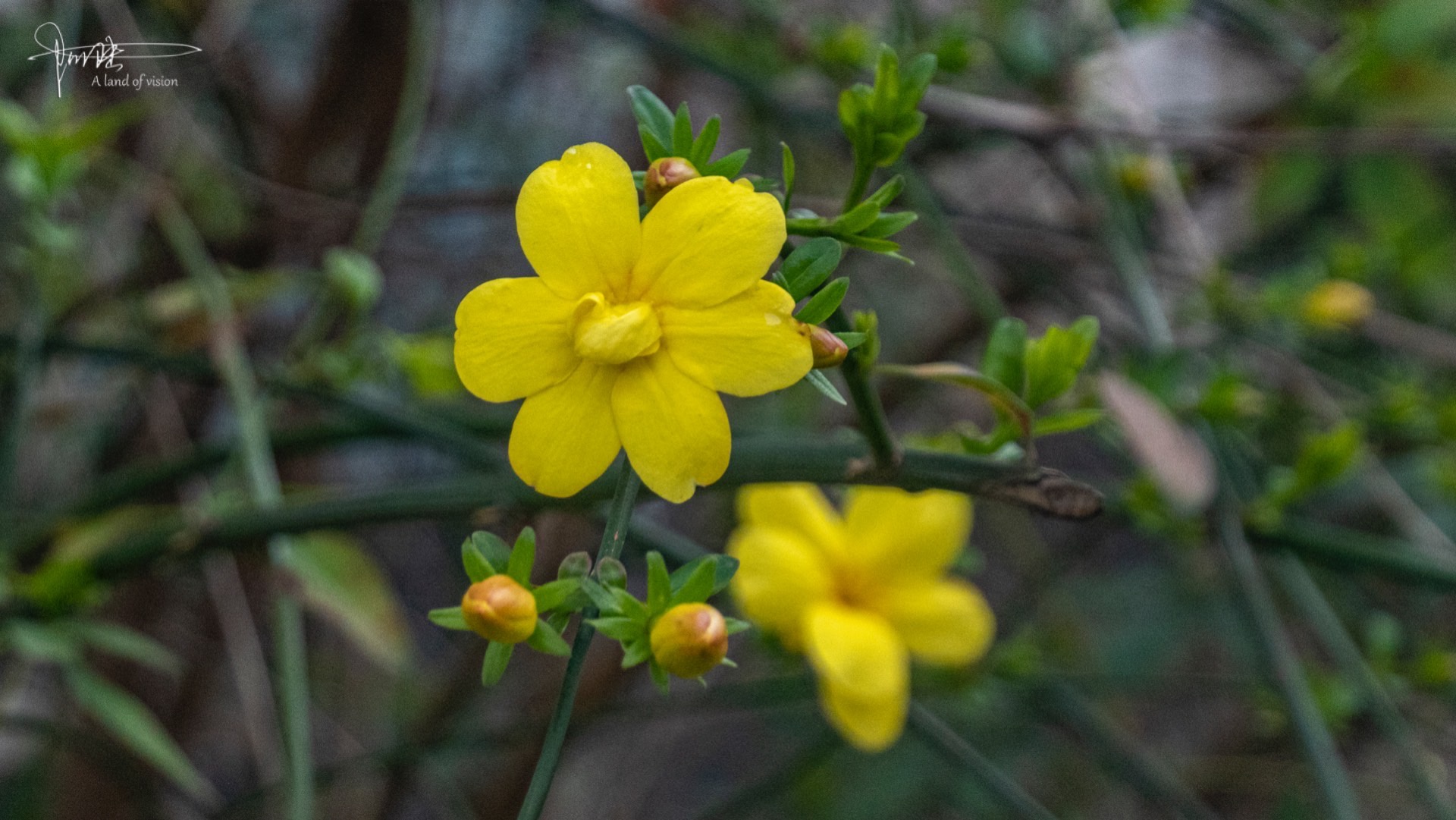 迎春花是这个季节最低调的花儿,其实也挺美_高清图集_新浪网
