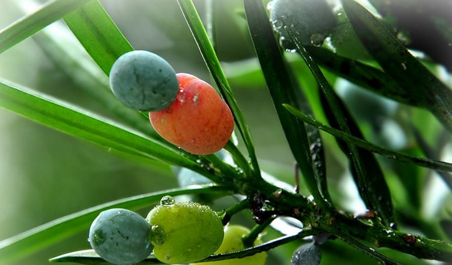 松树上的奇特"七彩果"好吃又好看,过去农村娃最喜欢吃!