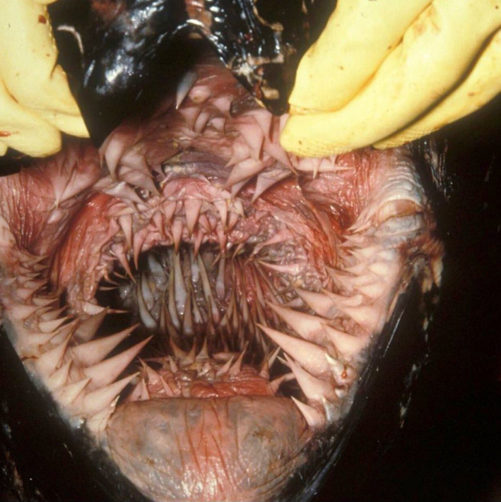 镜头下:野生动物们的牙齿