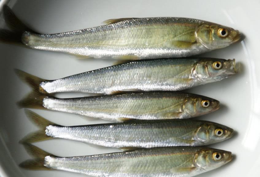 这种淡水鱼是云南特有,体重不超过1斤但卖出黄金价,你们吃过吗