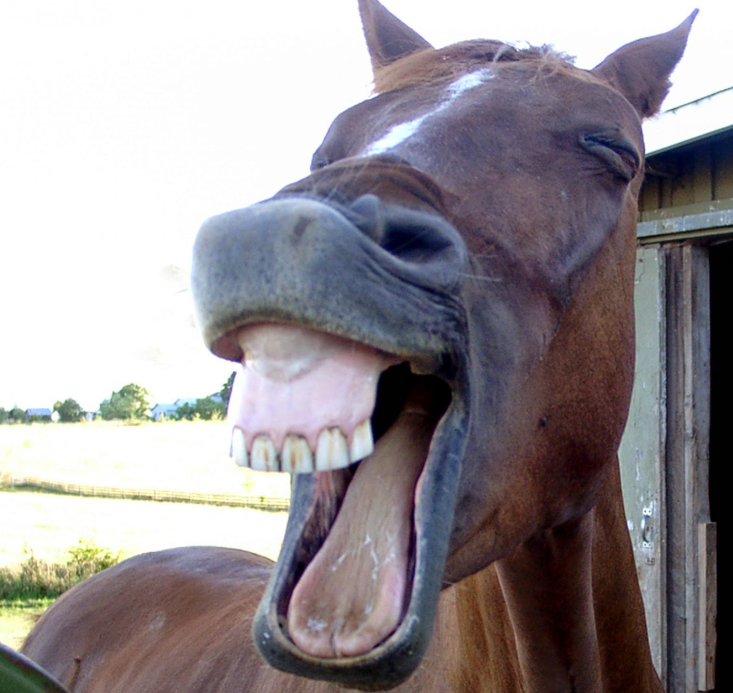 镜头下:野生动物们的牙齿