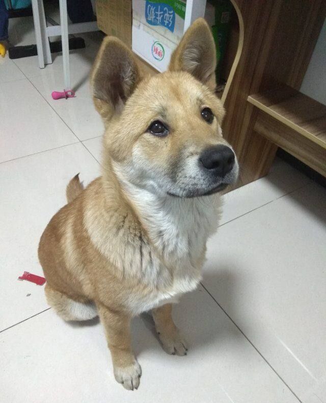 中华田园犬,大黄狗从小到大,生活记录照,从丑萌到漂亮