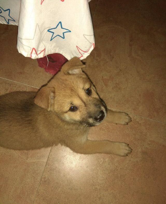 中华田园犬,大黄狗从小到大,生活记录照,从丑萌到漂亮