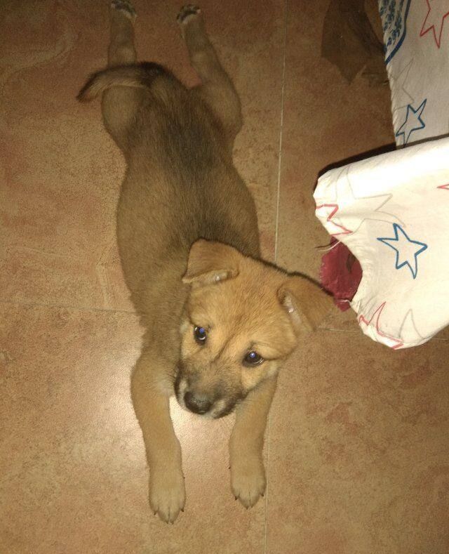 中华田园犬大黄狗从小到大生活记录照从丑萌到漂亮