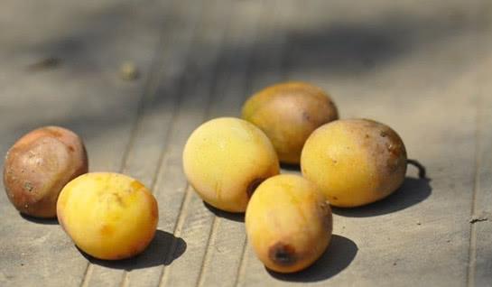 这种野果子成就一道南方名点,也是童年最惦记的零食,你有吃过没