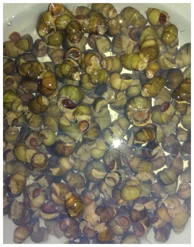大排档爆炒水螺的做法