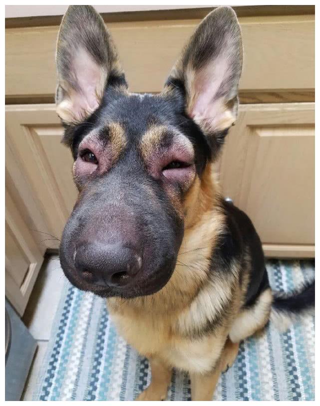 虽然很同情这些被蜜蜂叮过的狗狗但还是忍不住看笑了