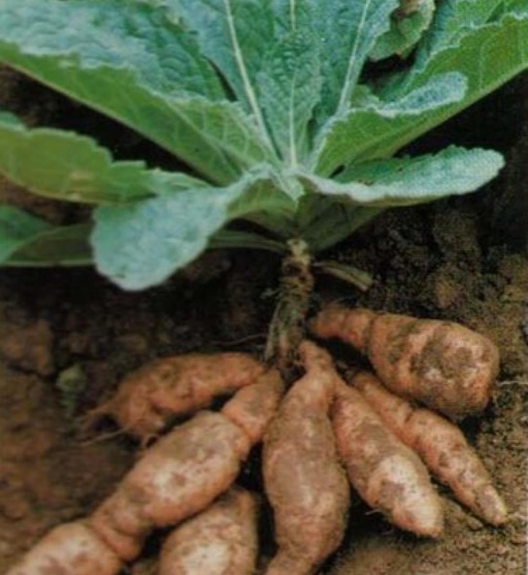 生地黄适合什么体质?应怎么贮藏?