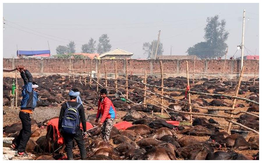 尼泊尔祭祀再起风波,3500头牛被圣徒砍杀遭全球批判
