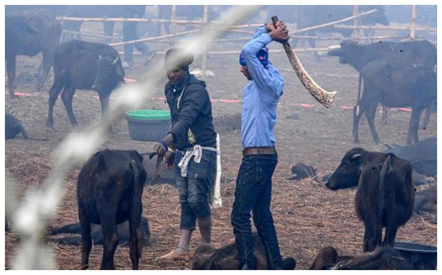 尼泊尔祭祀再起风波,3500头牛被圣徒砍杀遭全球批判