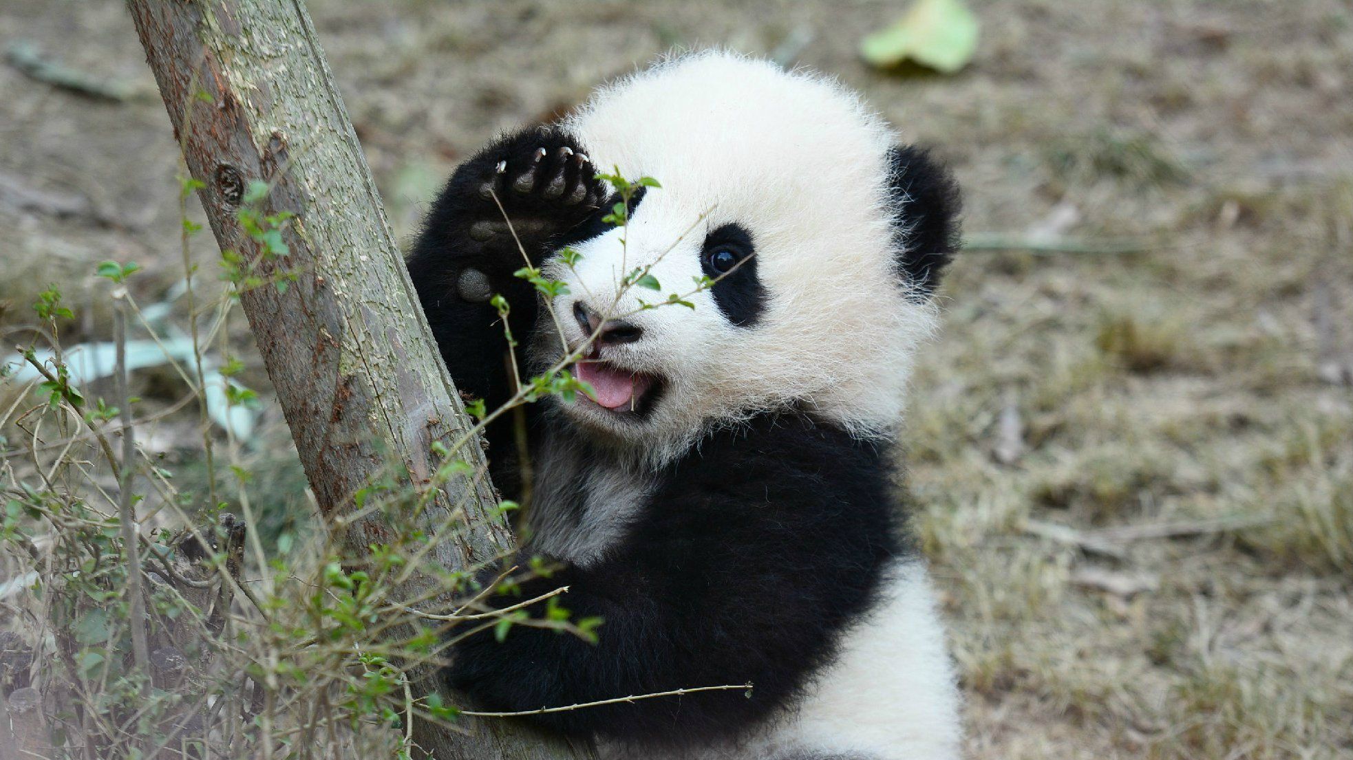 容易被它软萌外表欺骗的大熊猫,其实战斗力超强,千万别被蒙蔽!