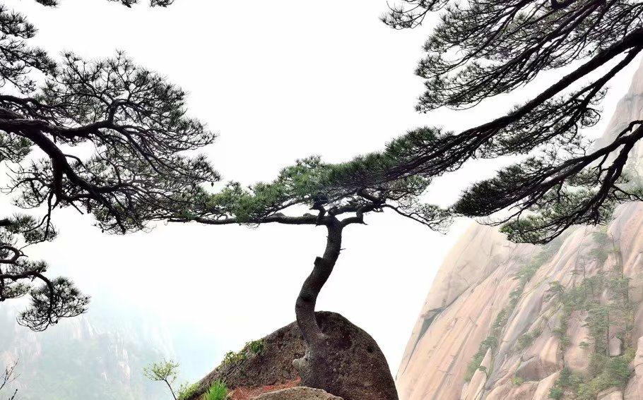 黄山奇松,是以黄山命名的两针叶松树生态适应性极强。|黄山|奇松|针叶_新浪新闻