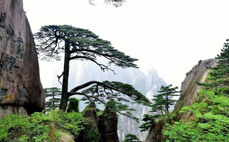 黄山奇松,是以黄山命名的两针叶松树生态适应性极强。|黄山|奇松|针叶_新浪新闻