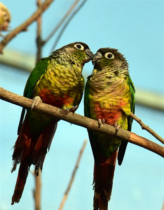 有爱人的冬天就是不一样,佛山南丹山动物园的情侣鹦鹉秀恩爱