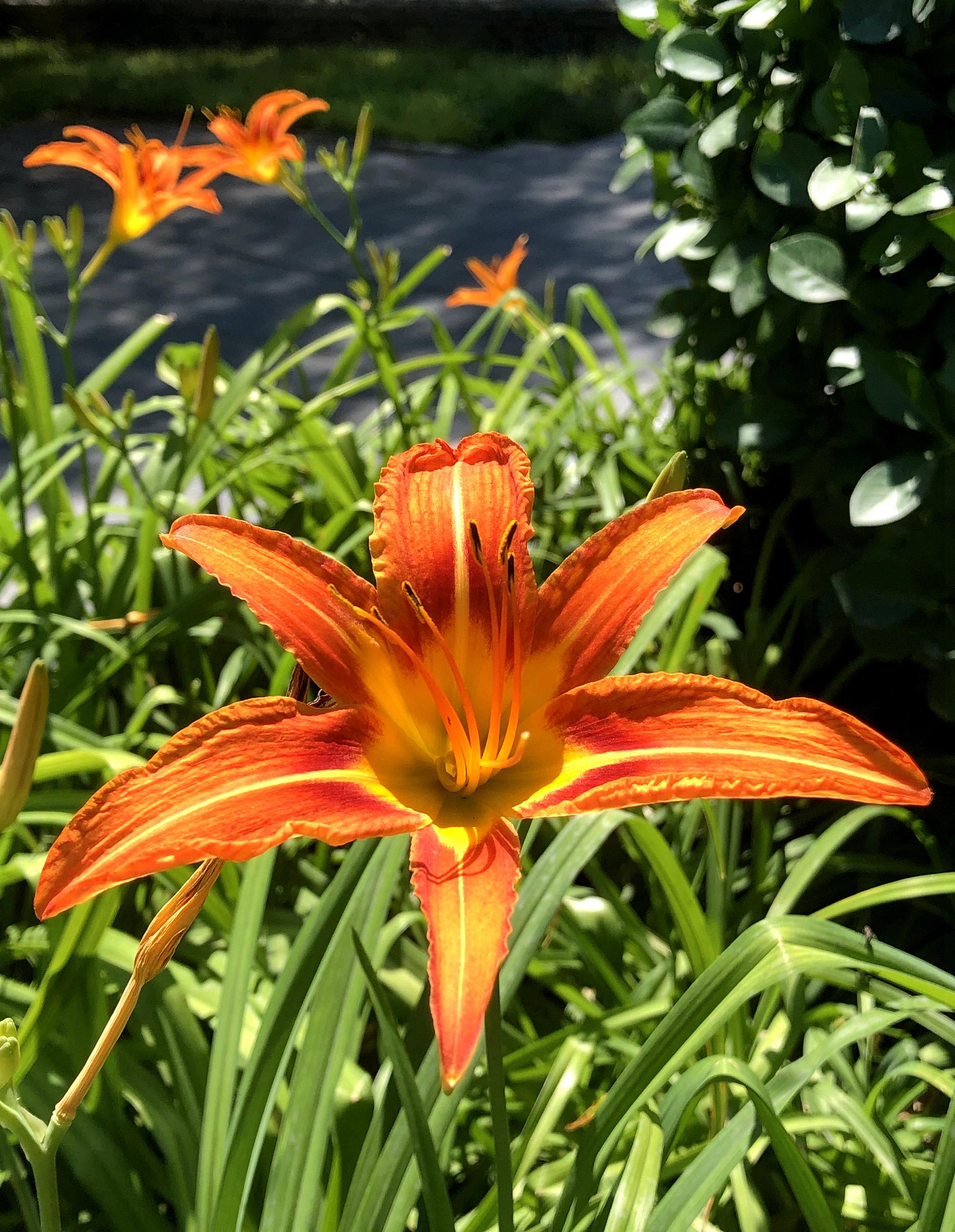 小花也美丽绽放的萱草花手机原创摄影