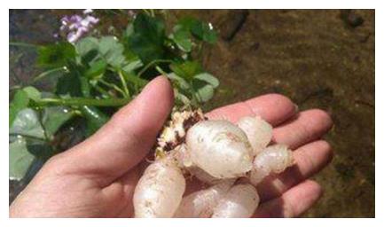 四叶草代表幸运它的根却是可爱的水晶萝卜味道甜美你吃过吗