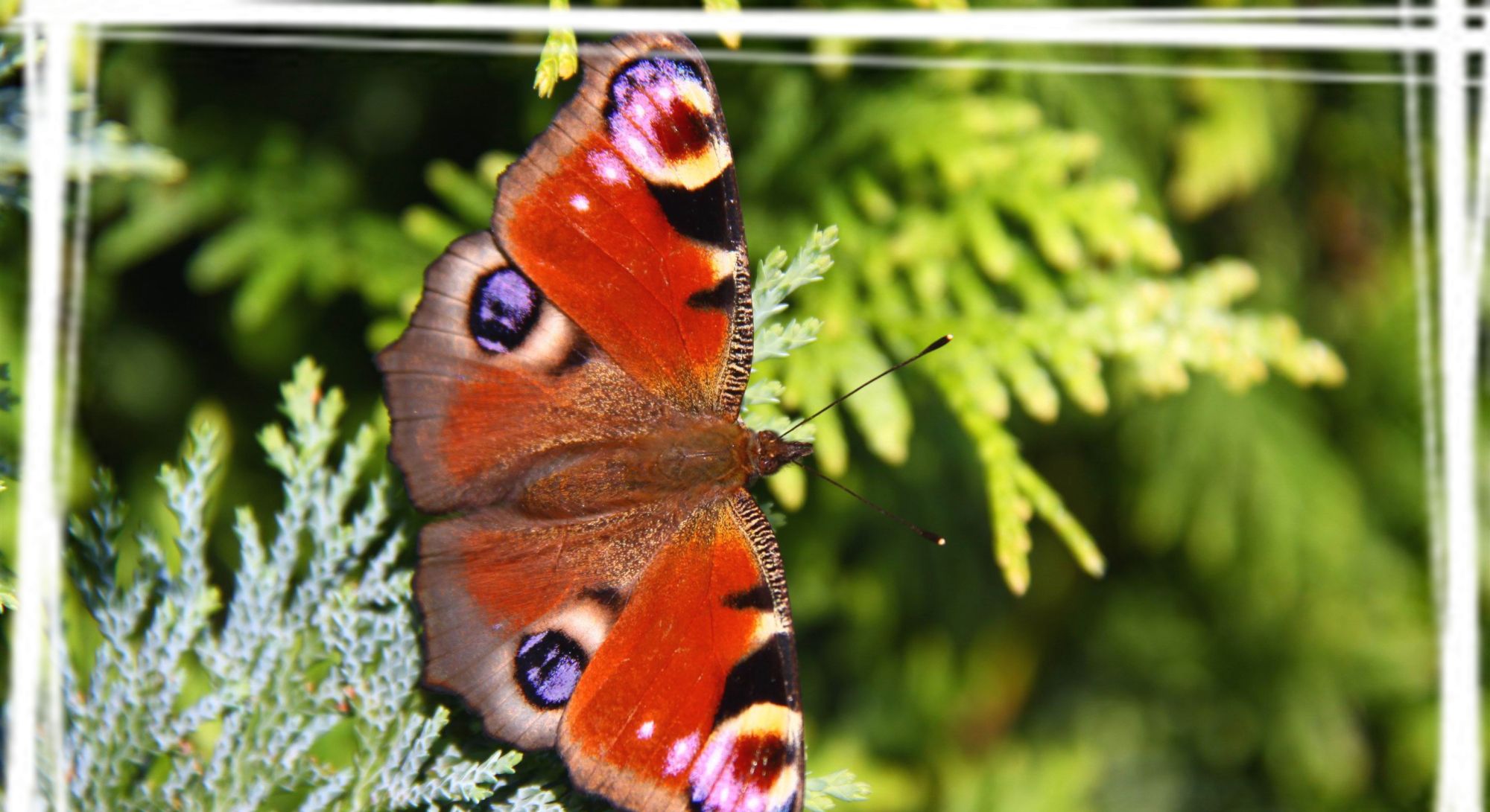 唯美孔雀蛱蝶高清桌面壁纸 唯美孔雀蛱蝶高清桌面壁纸