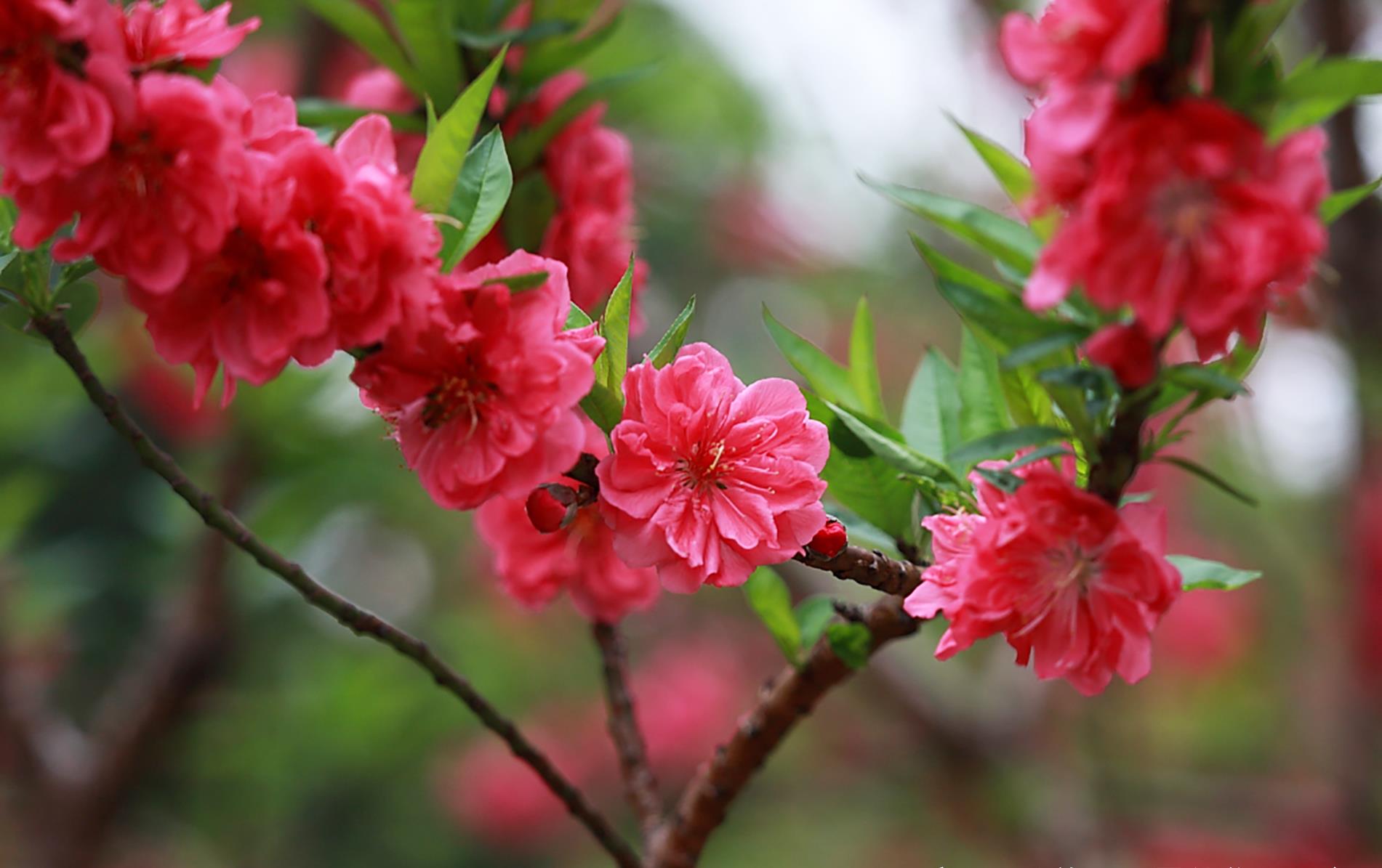 春天到了,在那桃花盛开的地方