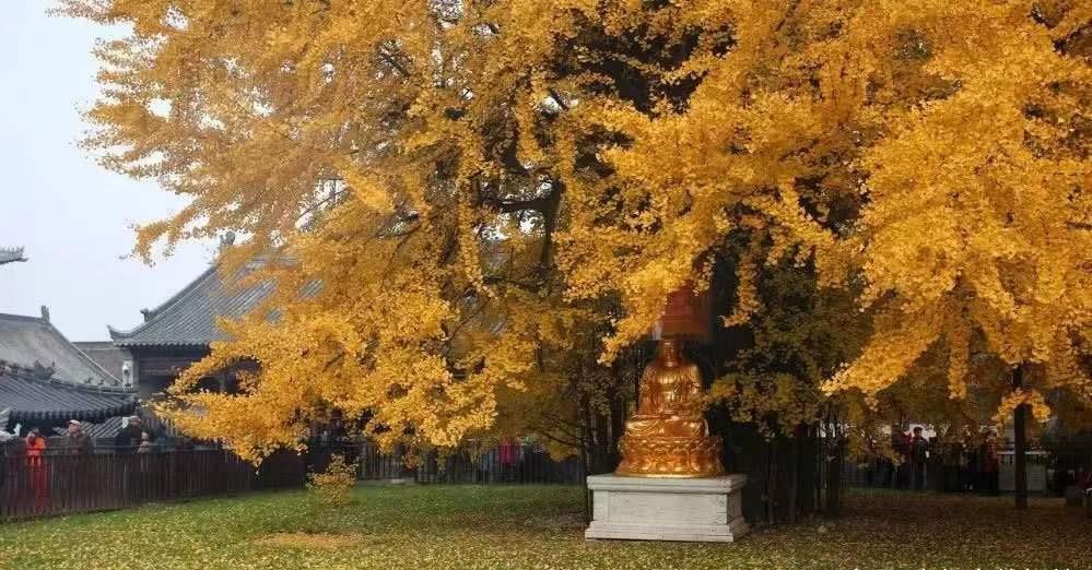 佛教圣树银杏树,承载着寺院僧人什么样的精神寄托与修行心得