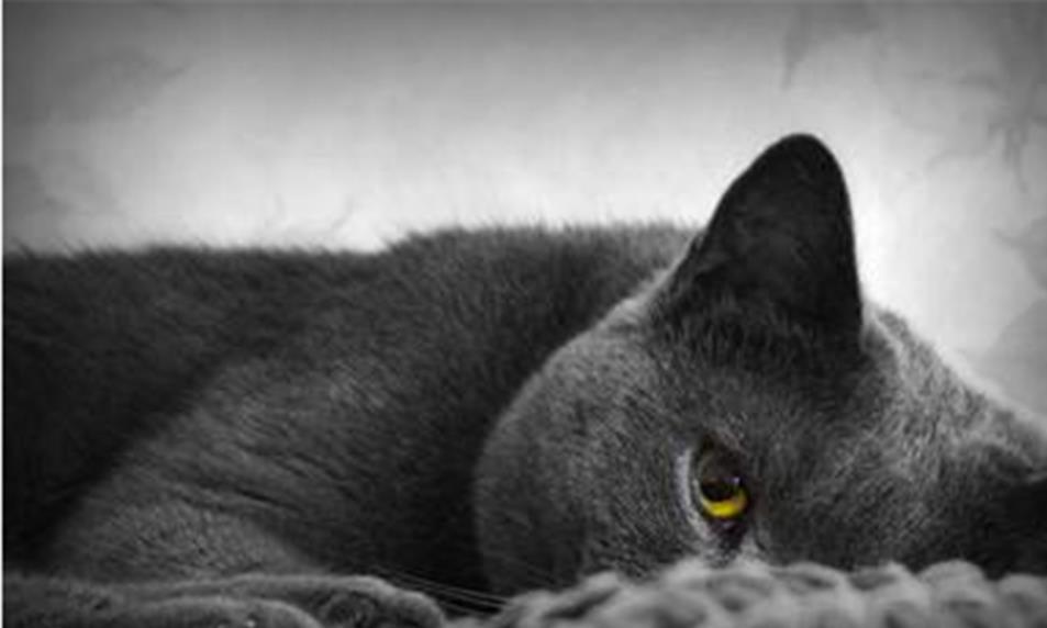 猫最害怕什么东西 为什么