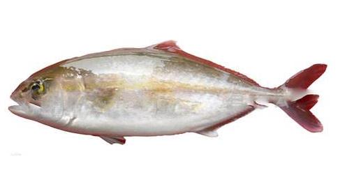 章红鱼海钓人最爱既好吃又保健南海钓友专钓章红调理亚健康