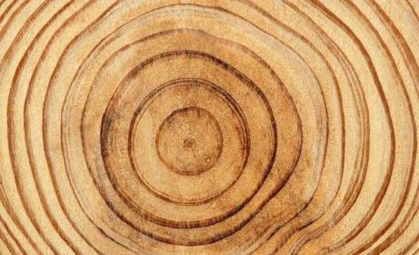 树的年轮竟可判断冰川历史