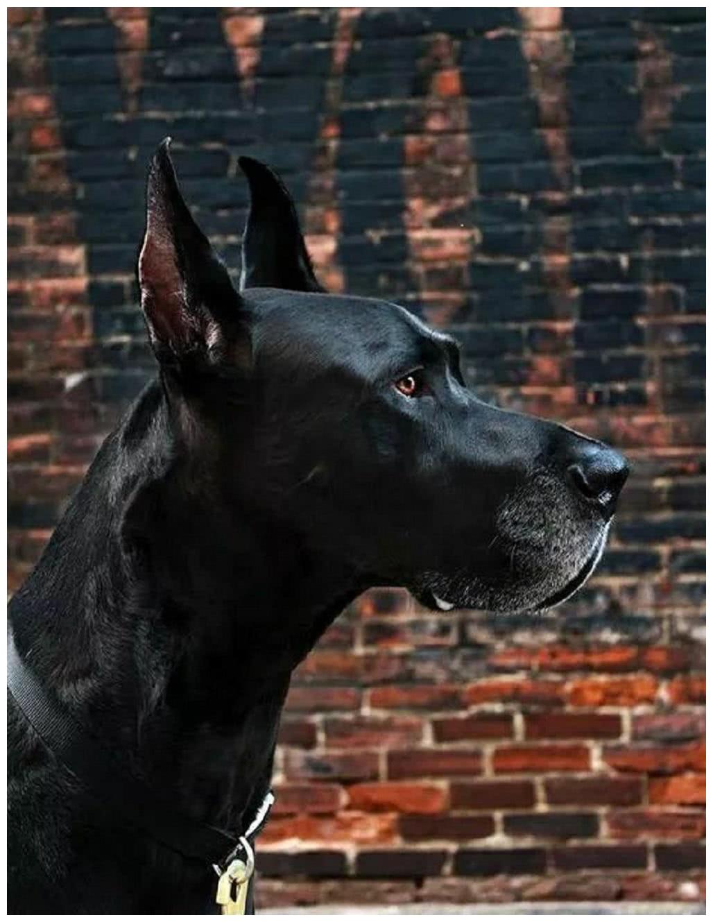 它是李小龙最爱的犬类,性格温顺却被禁养|大丹犬|犬类|李小龙_新浪网