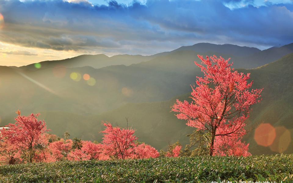 大理无量山,灿若云霞的冬樱绽放,将整片山谷装点缀得如诗如画!