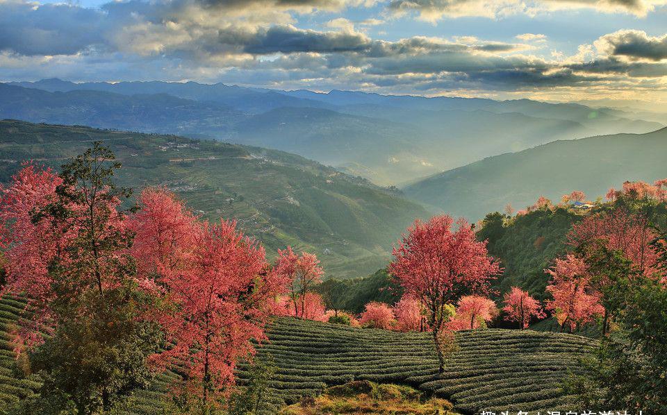 大理无量山灿若云霞的冬樱绽放将整片山谷装点缀得如诗如画