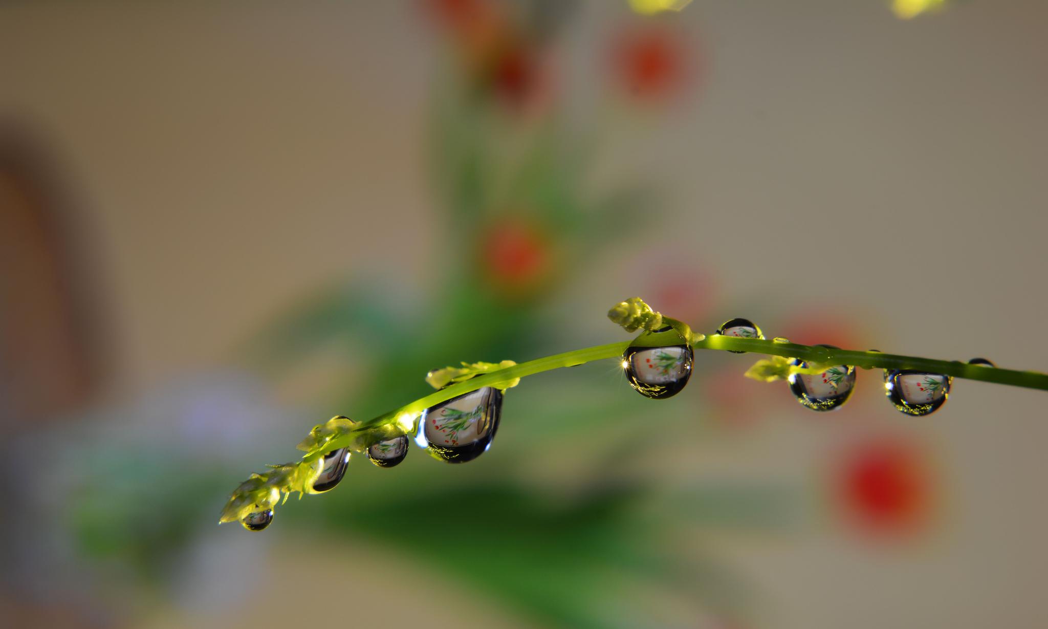 一组由原有镜头 近摄镜拍摄的微距图片,你看看画质怎么样?