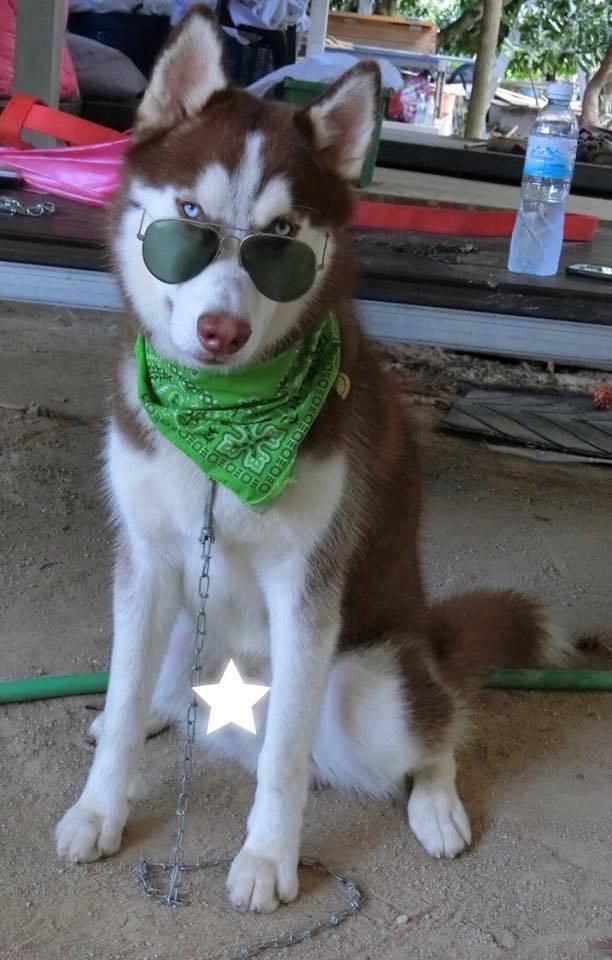 这骚气的狗:请大家告诉我,我是不是被一只狗鄙视了?