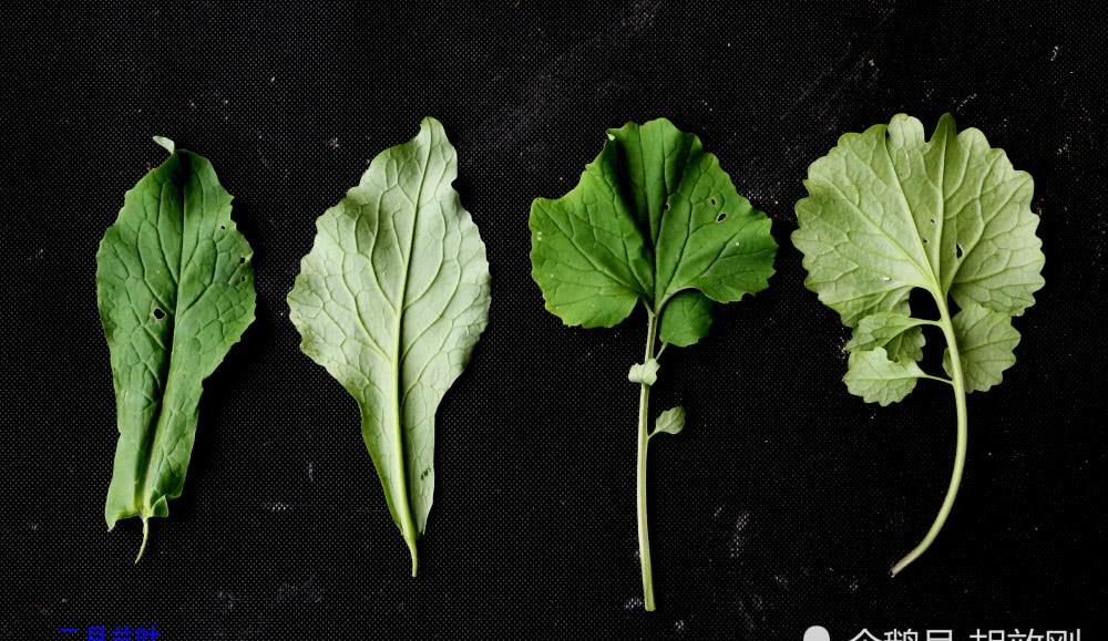 十字花科二月兰花花序花群体果序果群体根茎及叶原图