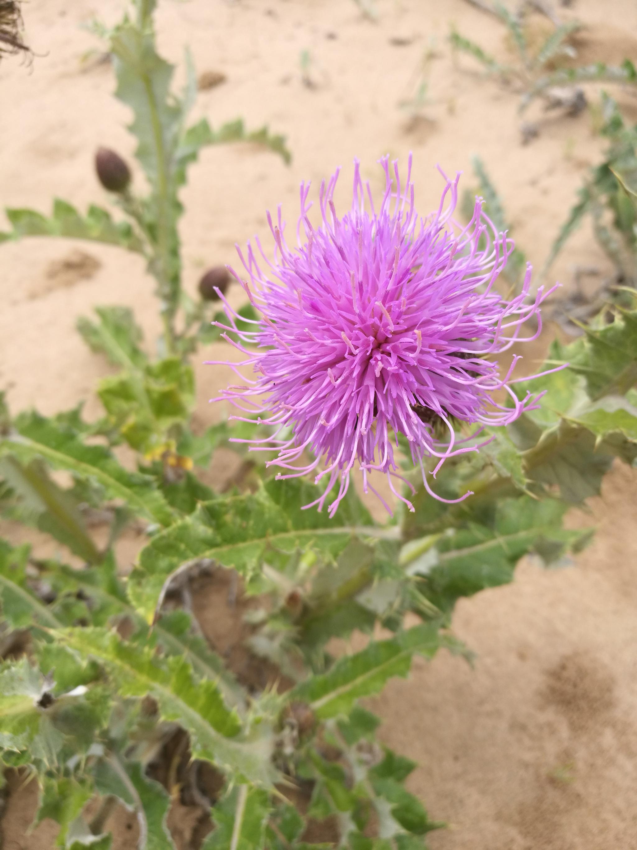 中药材植物飞廉