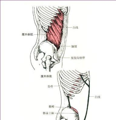2）腹外斜肌