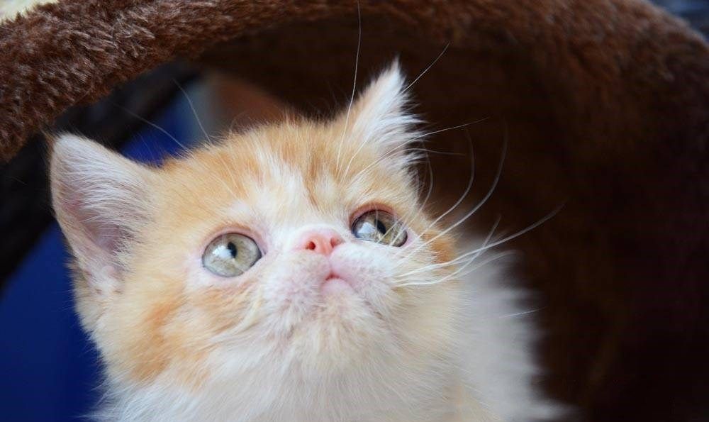 被公认的10大漂亮猫种 我喜欢第八 你喜欢第几 被公认的10大漂亮猫种 我喜欢第八 你喜欢第几