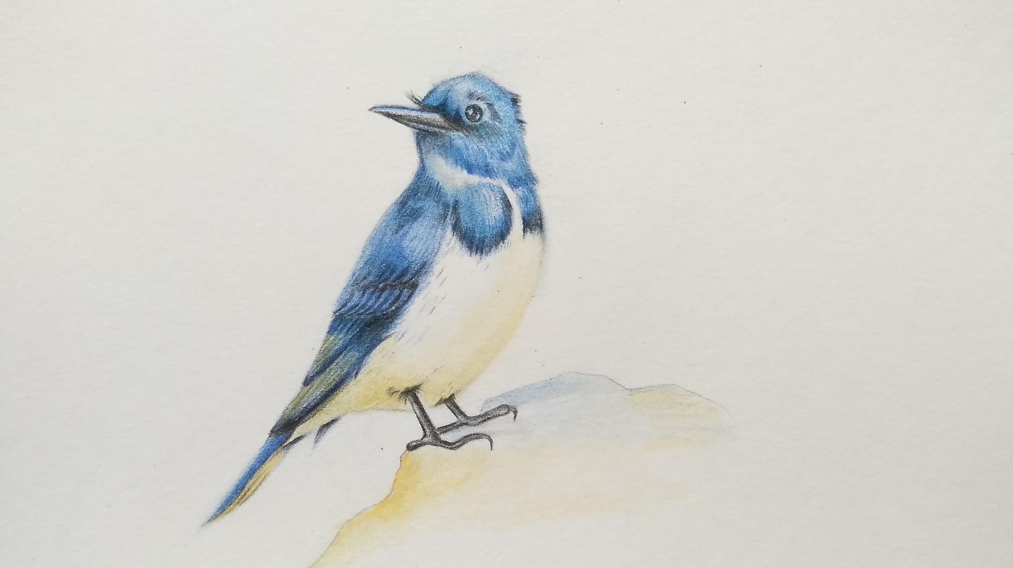 如何用彩铅画一只超写实的小鸟!