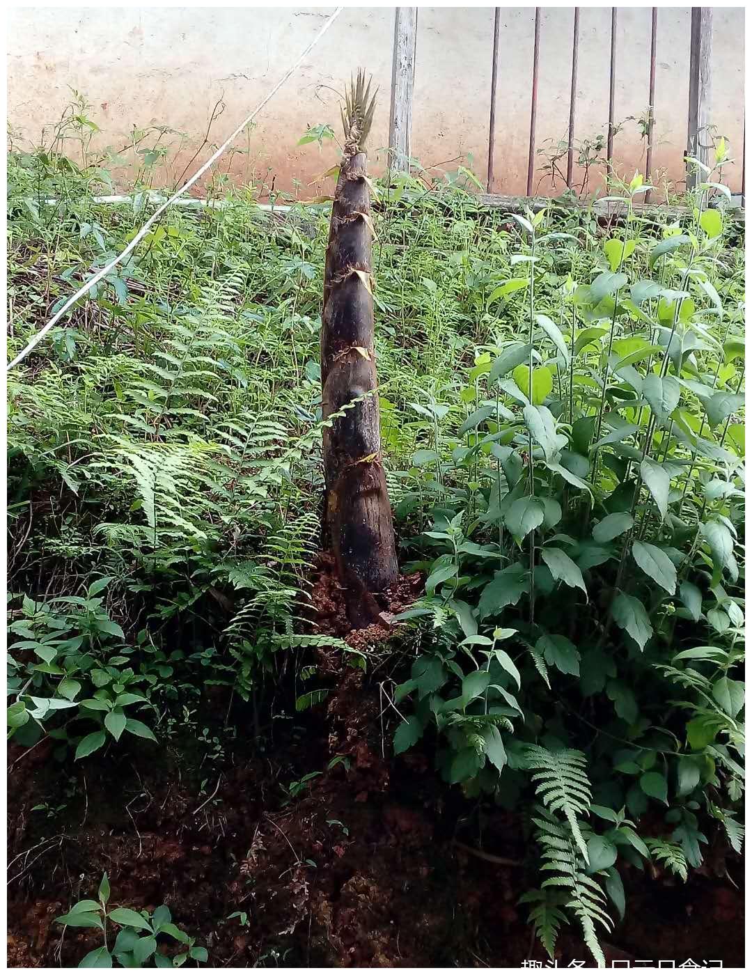 竹笋生长正在节节高,突然被拦腰砍断