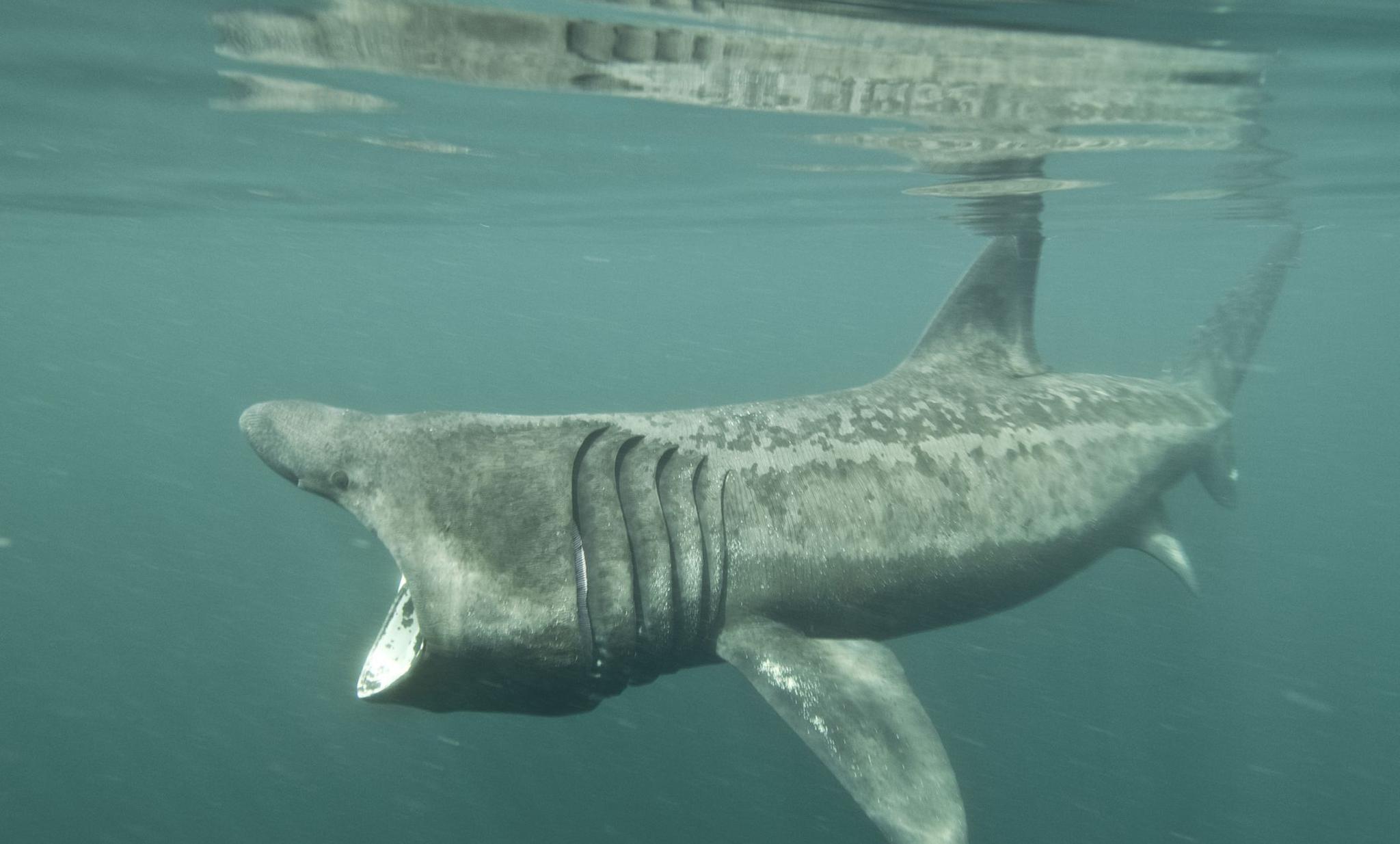 70+张最精彩的“姥鲨”图片 · 100%免费下载 · Pexels素材图片