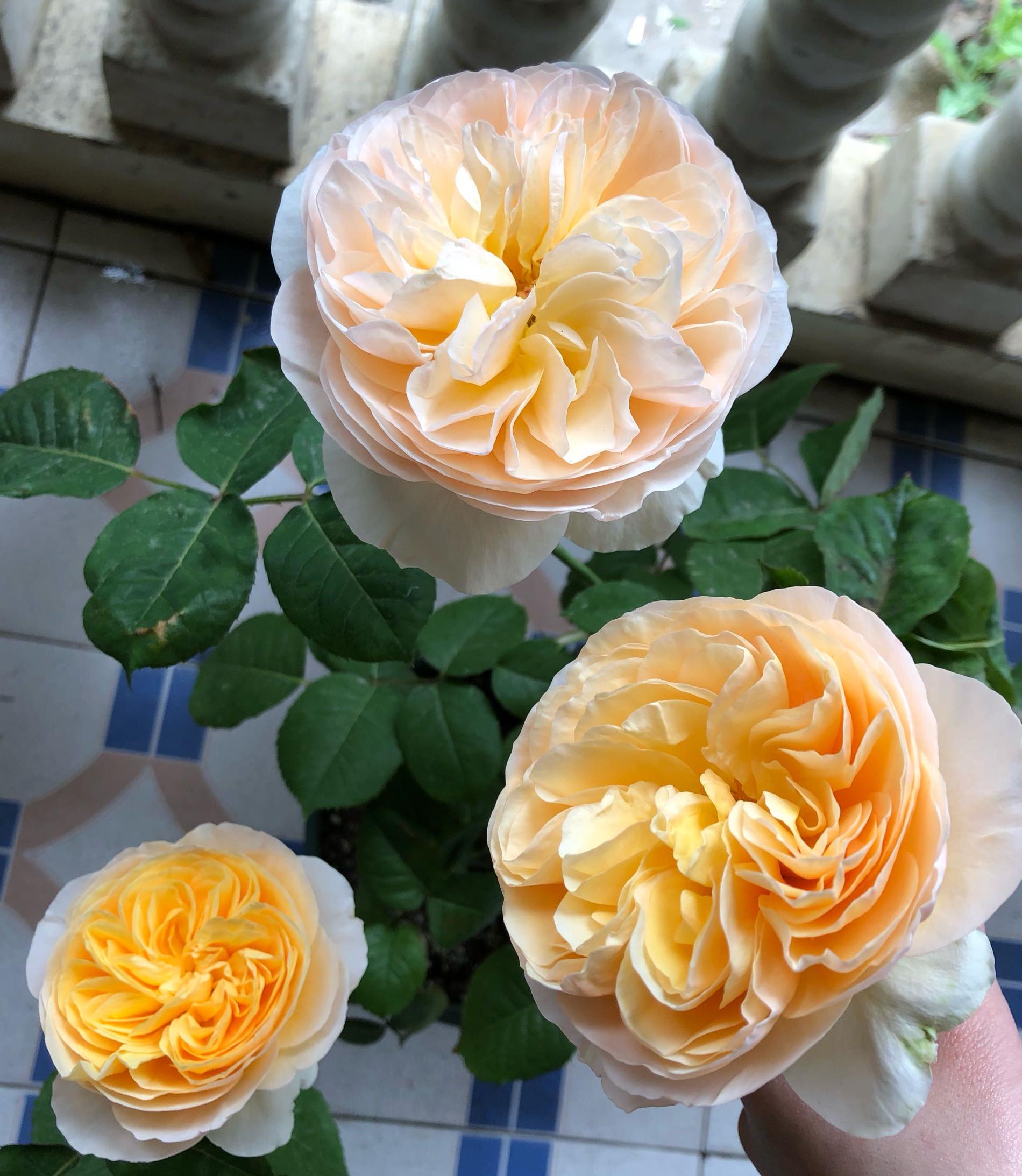 月季花之冠,花美似仙女,多季开花,还可盆栽种植,你值得拥有