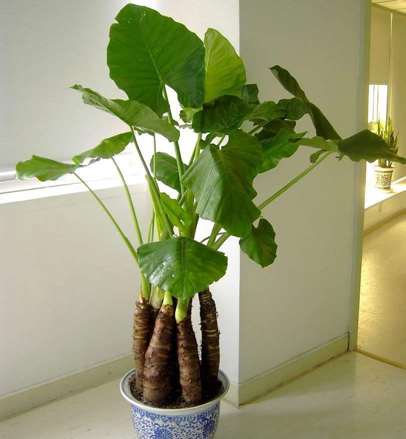 滴水观音的图片(滴水观音的图片样子颜色气味和其他的一些属性)