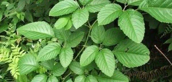 民间用来抗菌抗炎抗病毒|草药|急救|乌蔹莓_新浪新闻