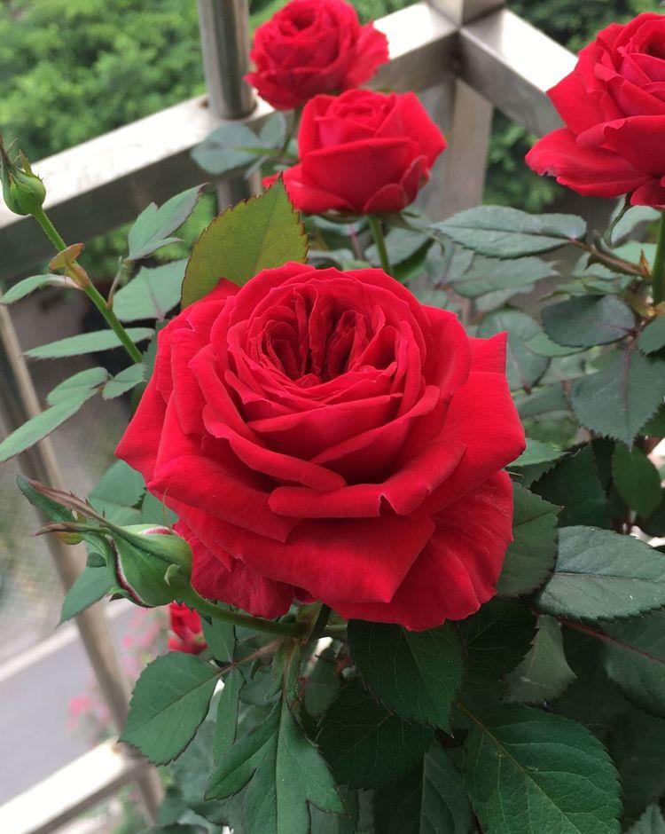 喜欢玫瑰不如试试精品月季蒙特卡洛玫瑰花型高雅美观